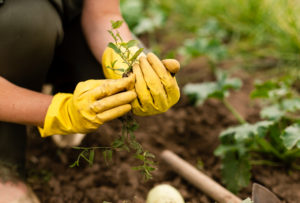 woman gardening